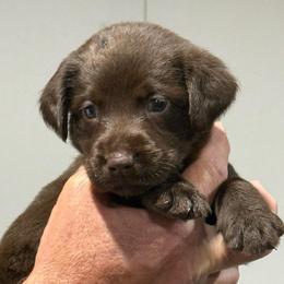 Wren - Black female Labrador Retriever puppy in Isle, Minnesota from Dog Ear Outfitters