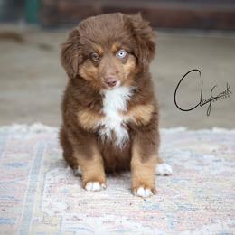 Solar - Red tri male Toy Australian Shepherd puppy in Prague, Oklahoma from Clay Creek Aussies
