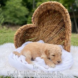 Tito English Teddybear - Apricot male Goldendoodle puppy in Grove, Oklahoma from Guinn Family Farms