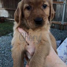 Golden Retriever Puppies from Karen's Goldens