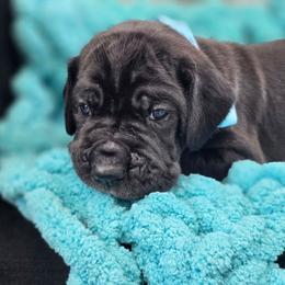 Wilson - Black male Great Dane puppy in Granby, Missouri from HCR Great Danes