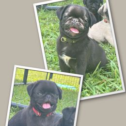 Pug puppies from Buckingham Pugs of Alabama