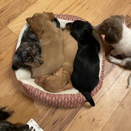 Dachshund Puppies from Triple L Dachshunds