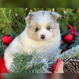 Pomsky Puppies from Under The Sea Pomskies