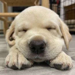 Labrador Retriever Puppies from Jewell Labradors