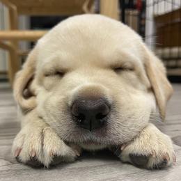 Labrador Retriever Puppies from Jewell Labradors