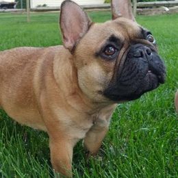 French Bulldogs from Jeff's French Bulldogs
