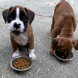 Boxers and Pomeranians from CAMAS Boxers and Poms