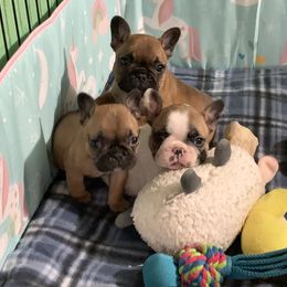 French Bulldog Puppies from Terra Sassa