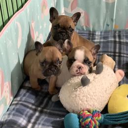 French Bulldog Puppies from Terra Sassa