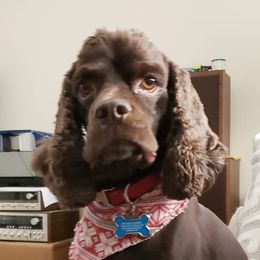 Cocker Spaniels from American Cocker Spaniels of Scotland