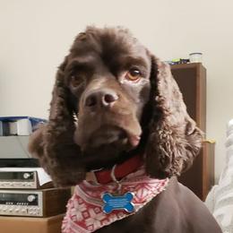 Cocker Spaniels from American Cocker Spaniels of Scotland