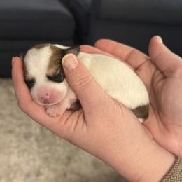 Brown White Parti Female (3 Spots) - Parti female Yorkipoo puppy in Topeka, Kansas from Bayless Yorkiepoos