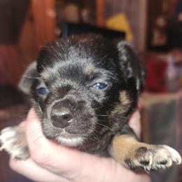 Leo - Black and tan male Chihuahua puppy in Bethlehem, Pennsylvania from Steel City Exotics