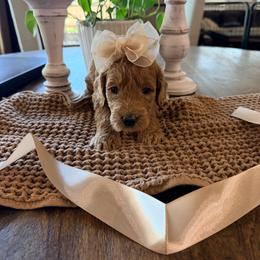 Girl 3 Ohana - Red  female Goldendoodle puppy in Anthem/Phoenix, Arizona from Ironwood Doodles