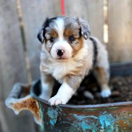 WILLOW - Blue merle female Toy Australian Shepherd puppy in Viking, Minnesota from Son Shine Farm