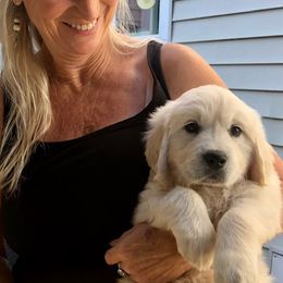 Golden Retriever Puppies from West Coast Cream Goldens