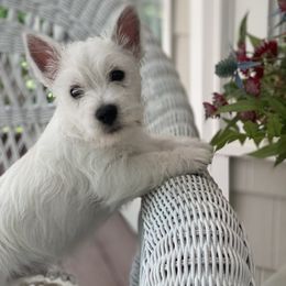 West Highland White Terrier Puppies from Cascading Westies