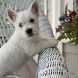 West Highland White Terrier Puppies from Cascading Westies