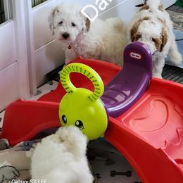 Daisy Mae - Parti female Goldendoodle puppy in Fairmount, Indiana from Capens' Doodles,Poodles and Poo's