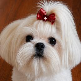 Lacey - Maltese