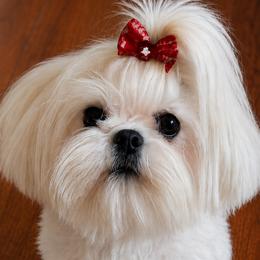 Lacey - Maltese