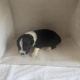 Oasis - Black tri-color male Australian Shepherd puppy in Weeki Wachee, Florida from Ace of Spades Australian Shepherds