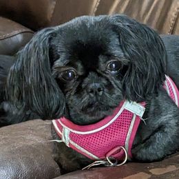 MISTY - Shih Tzu