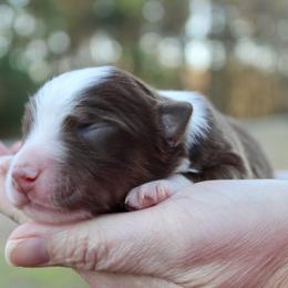 Clifford - Red tri-color male Australian Shepherd puppy in Star City, Arkansas from Circle P Farm Australian Shepherds