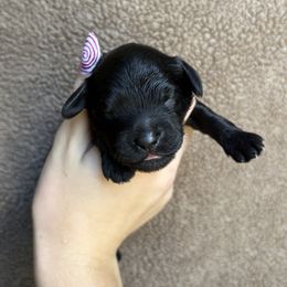 Nina - Black female Cockapoo puppy in Indiana from muddy boots cocker spaniels and cockapoos