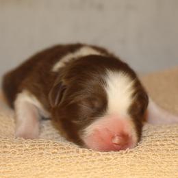 Alice - Red tri-color female Australian Shepherd puppy in Star City, Arkansas from Blush & Lace Aussie Co.