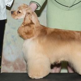 Ember - Cocker Spaniel