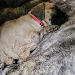 Mastiff Puppies from Stoneheart Mastiffs
