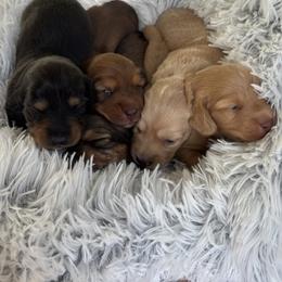 Dachshund Puppies from Twisted T Wienery