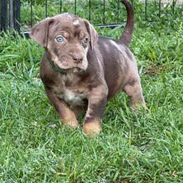 Male 3 - Red merle male Catahoula Leopard Dog puppy in Manchester, Tennessee from Middle TN Leopard Catahoulas and Middle TN Bassett Hounds