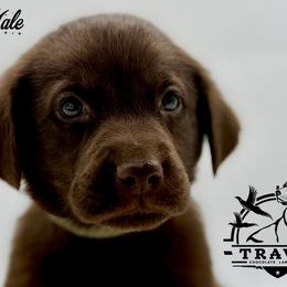 Grey - Chocolate male Labrador Retriever puppy in San Diego County, California from Travis’ Chocolate Labradors