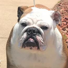 Jewel - Bulldog