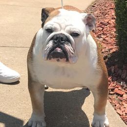 Jewel - Bulldog