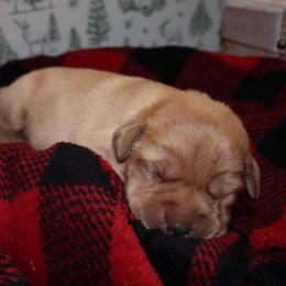Flurry - Yellow female Labrador Retriever puppy in Camden, Indiana from Camden's Caring Canines