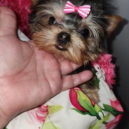 Yorkshire Terrier All Grown Up from Reese's Angelface Yorkies