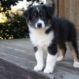 Lexie Enelow - Black & white female Australian Shepherd puppy in Statesville, North Carolina from Charming Australian Shepherds