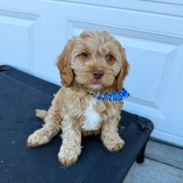 Dustin F1 - Apricot male Cavapoo puppy in Wamego, Kansas from Doodles of Oz