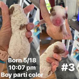Boy 3 - Blenheim male Cavapoo puppy in Mc Connellsburg, Pennsylvania from Mumma’s Standard Poodles