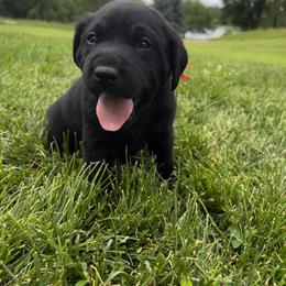 Orange - Black male Labrador Retriever puppy in Sioux City, Iowa from Brown Dog Acres