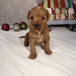 Santa - Red  male Goldendoodle puppy in Luana, Iowa from Country View Bernedoodles and Goldendoodles