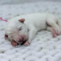 Pearl - White female Great Pyrenees puppy in San Marcos, California from Faith Family Freedom Farm