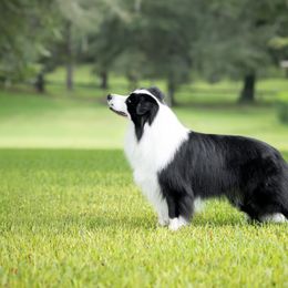Border Collie and Rottweiler Puppies from K&R RANCH KENNELS