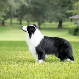 Border Collie and Rottweiler Puppies from K&R RANCH KENNELS