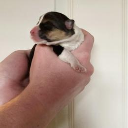 Brenn - Black and tan female Pembroke Welsh Corgi puppy in Grand Junction, Colorado from Mount Garfield Corgis