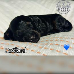 Custard - Phantom male Bernedoodle puppy in Belleville, Michigan from Moose Tracks Bernedoodles